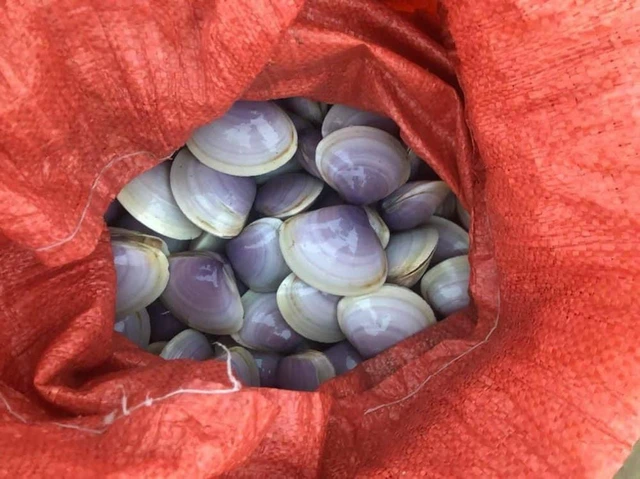 Trước đó, trong khoảng tháng 10/2023 cũng đã từng xuất hiện ngao tím tự nhiên trôi dạt vào rải rác các khu vực dọc bờ biển ở xã Thạch Hải và một số địa phương lân cận thuộc huyện Thạch Hà, nhưng số lượng ít hơn lần này.