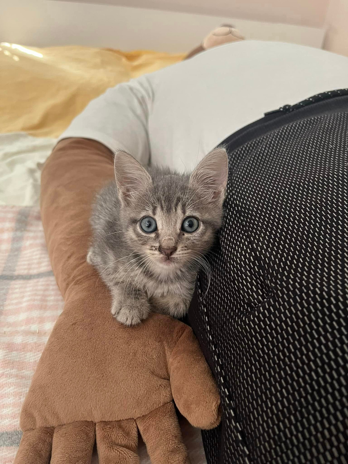 Được biết, giá thành của chiếc gối ôm "anh bạn trai" này có giá khoảng hơn 4 triệu VNĐ.