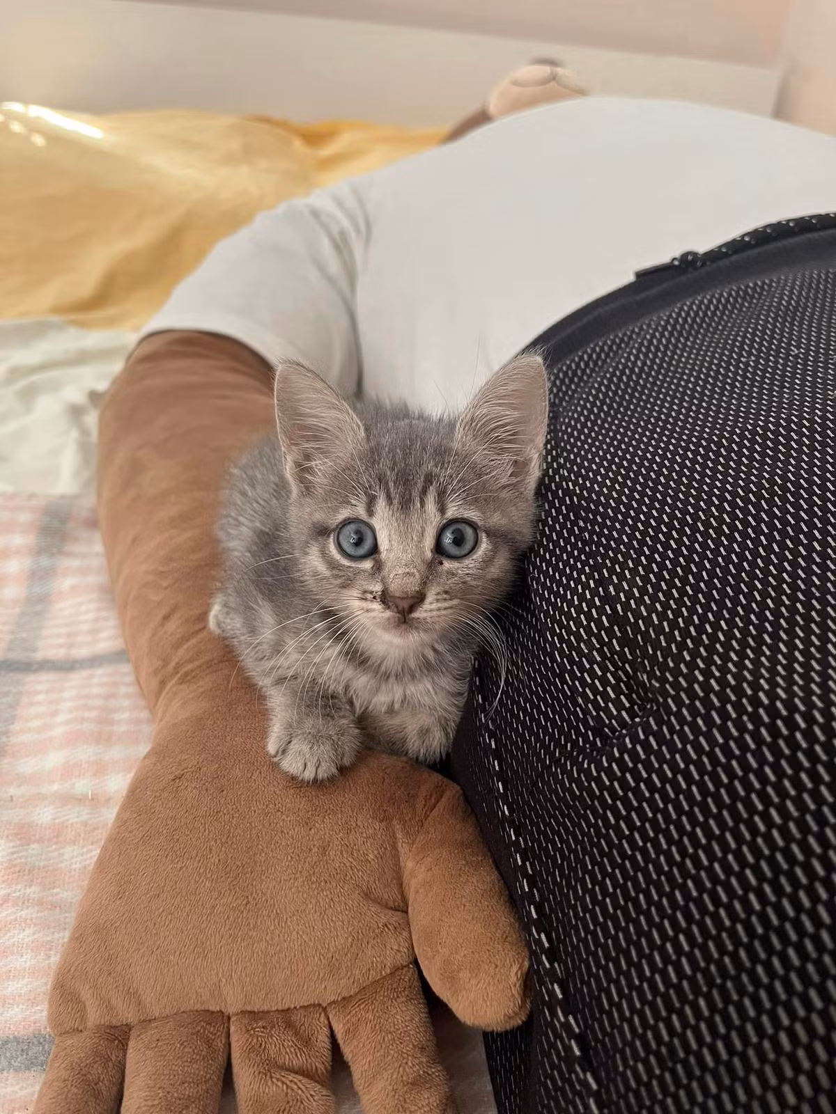 Được biết, giá thành của chiếc gối ôm "anh bạn trai" này có giá khoảng hơn 4 triệu VNĐ.