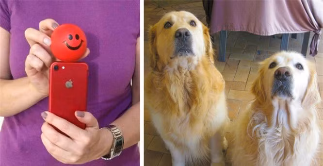 13. Nếu bạn muốn thú cưng của mình nhìn vào camera, hãy đặt một món ăn hoặc một món đồ chơi yêu thích ngay phía trên ống kính. Ảnh: BrightSide