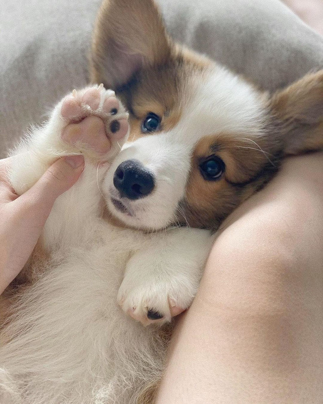 Được biết, thú cưng tên Mỡ của Linh Ka thuộc giống Corgi, đây là loại chó chân ngắn, tai vểnh khá đắt đỏ, có giá vài chục triệu đồng/ con.