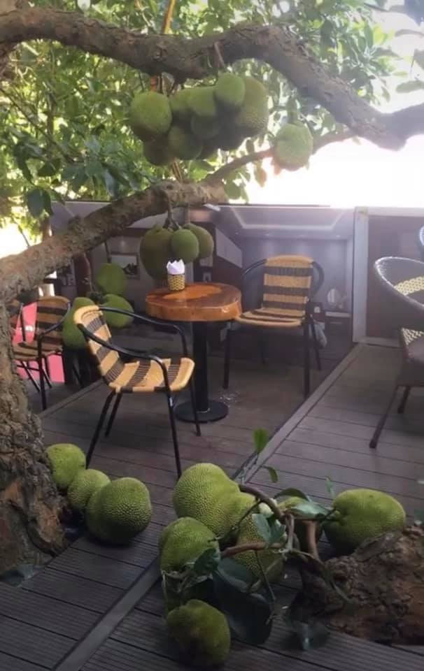 Theo như những gì ghi lại, cây mít có quả mọc chi chít từ thân cây rồi vươn xuống cả dưới sàn.