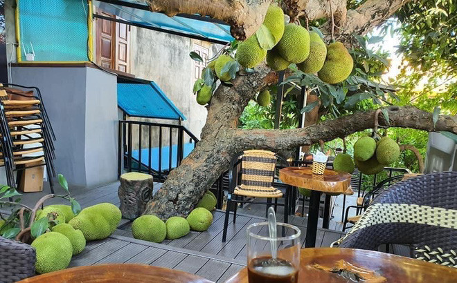 Vừa qua, cư dân mạng thích thú về đoạn clip và loạt hình ảnh một quán cafe ở Tuyên Quang có cây mít sai quả trĩu trịt