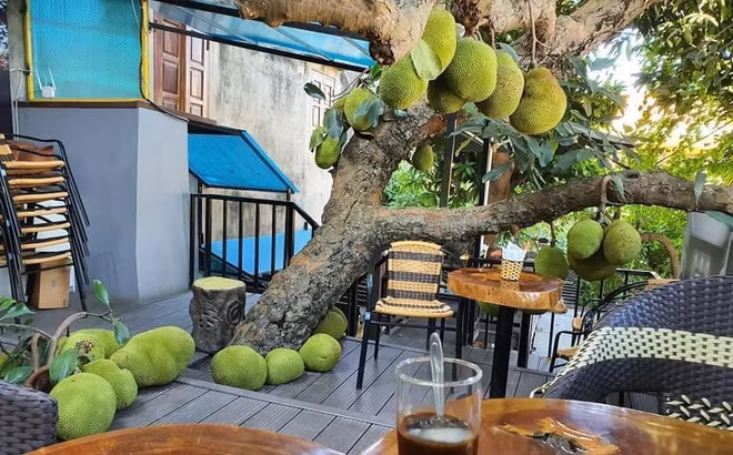 Vừa qua, cư dân mạng thích thú về đoạn clip và loạt hình ảnh một quán cafe ở Tuyên Quang có cây mít sai quả trĩu trịt