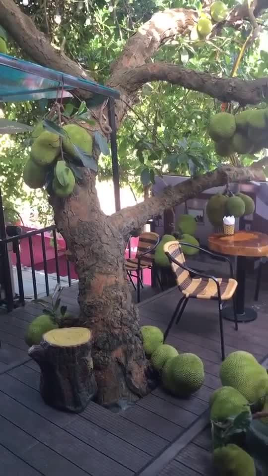 Ngoài ra cũng có không ít người cho rằng khách đến quán cũng nên cẩn thận khi quả đến thời kỳ chín rụng. Mời quý độc giả đón xem thêm video Những người không nên ăn mít - Nguồn: KÊNH VTC1