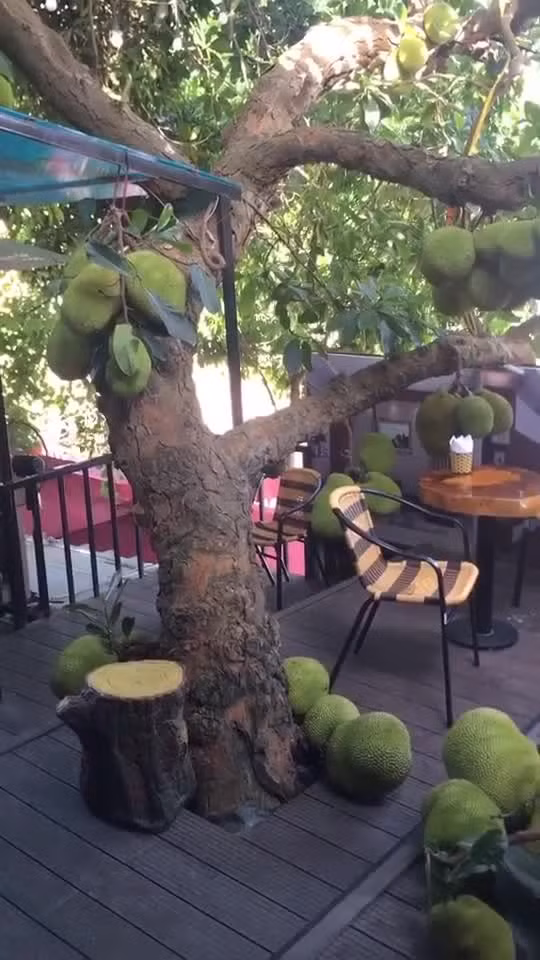 Ngoài ra cũng có không ít người cho rằng khách đến quán cũng nên cẩn thận khi quả đến thời kỳ chín rụng. Mời quý độc giả đón xem thêm video Những người không nên ăn mít - Nguồn: KÊNH VTC1