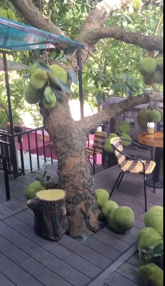 Cả thân cũng như cành to, cành nhỏ, cành trên, cành dưới của cây mít đều đậu quả sai trĩu trịt.