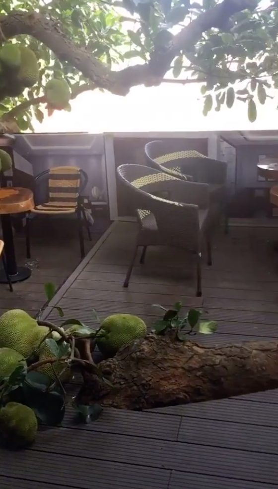 Quả mít còn "đậu" xuống cả sàn nhà tạo thành từng chùm khiến dân mạng vô cùng thích thú.