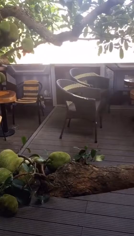 Quả mít còn "đậu" xuống cả sàn nhà tạo thành từng chùm khiến dân mạng vô cùng thích thú.