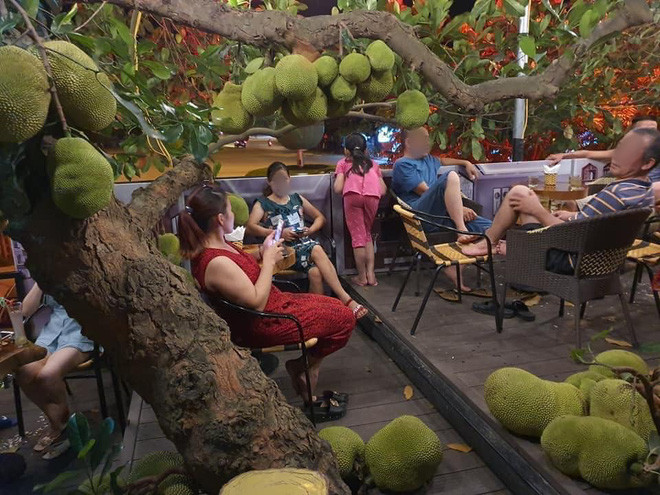 Bình thường, việc xây dựng quán cà phê dưới tán cây mít hay thậm chí xung quanh thân một cây to chẳng phải hiếm. Thế nhưng được ngồi tán gẫu giữa một rừng mít quả là rất đặc biệt mà không phải nơi nào cũng có được.