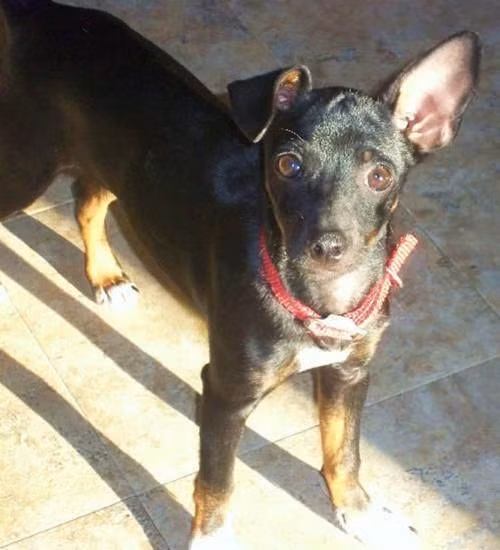 Toy Fox Pinscher là giống chó lai giữa dòng Toy Fox Terrier và Miniature Pinscher. Mặc dù thuộc giống những con chó nhỏ, trọng lượng tối đa chỉ đạt khoảng 4,5kg nhưng giống chó này rất tích cực, nhanh nhẹn, hoạt bát, chúng không phù hợp với một chủ sở hữu ít vận động.