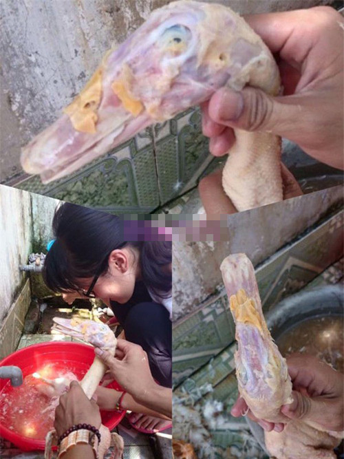 Thành viên "hội hậu đậu" ra mắt nhà bạn trai vặt trụi lông trên đầu vịt khiến người yêu phải lên mạng cầu cứu. "Nhanh trí ra mua con vịt khác ngồi làm lông lại từ đầu nhé" - Một người dùng mạng đưa ra lời khuyên.