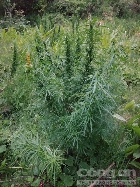 Trong can sa de giup ban... nuoi heo?-Hinh-3