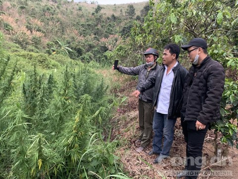 Trong can sa de giup ban... nuoi heo?