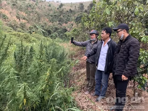 Trong can sa de giup ban... nuoi heo?