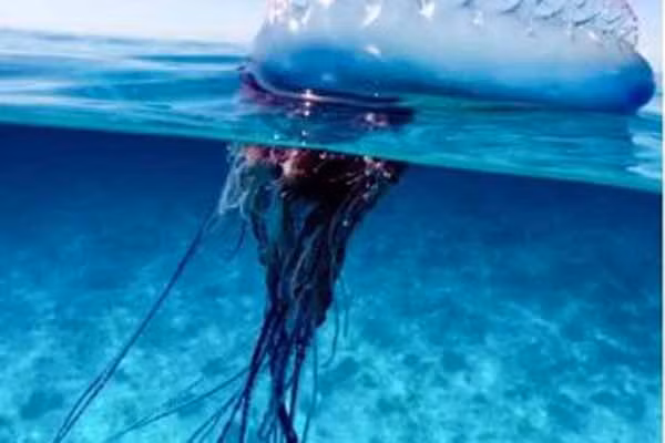 Sinh vat ngoai hanh tinh 500 trieu nam “can” mot nguoi dan ong nhap vien