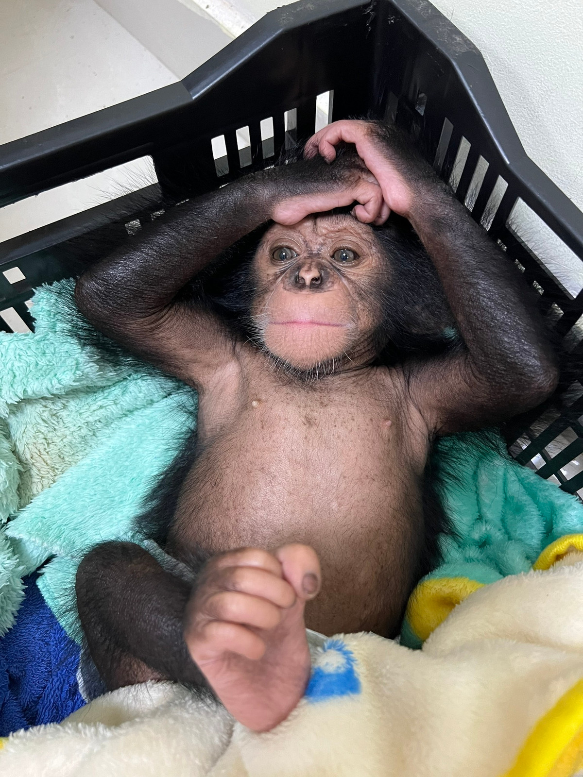 Lập tức từ khóa tìm kiếm về chú hắc tinh tinh đáng yêu kia xuất hiện. Nhiều người còn gọi chú tinh tinh này là "idol giới trẻ", hay "sao nhí".