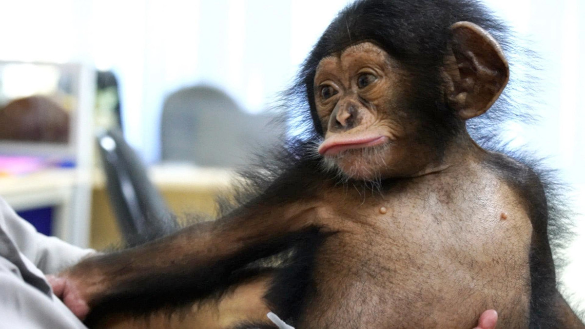 Vẻ đáng yêu đốn tim khách du lịch. (Ảnh: Vinpearl Safari Phú Quốc)