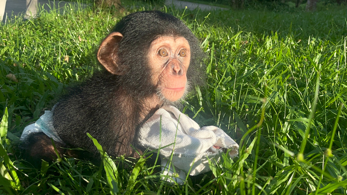 Hình ảnh chú tinh tinh được ghi lại vào một buổi sáng sớm.