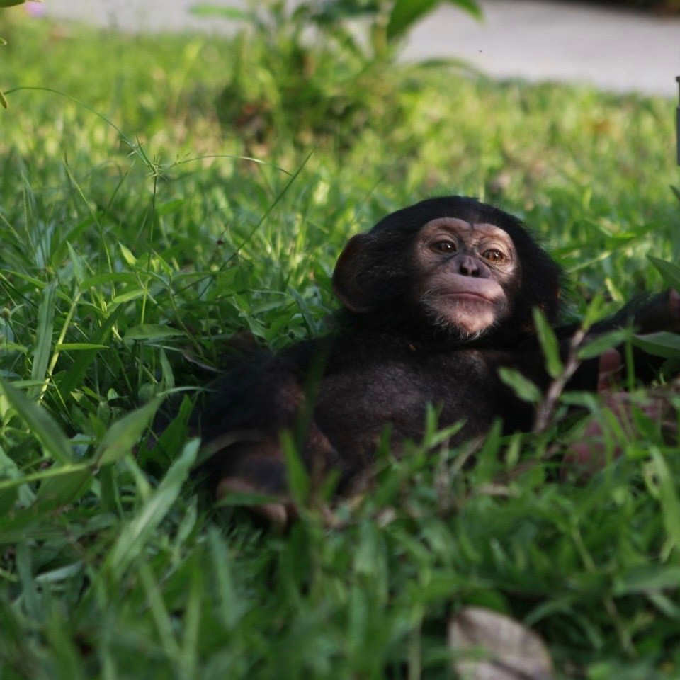 Chú tinh tinh này tên là Mây. là cá thể hắc tinh tinh đầu tiên được khai sinh tại Vinpearl Safari Phú Quốc, ngày 18/5/2023