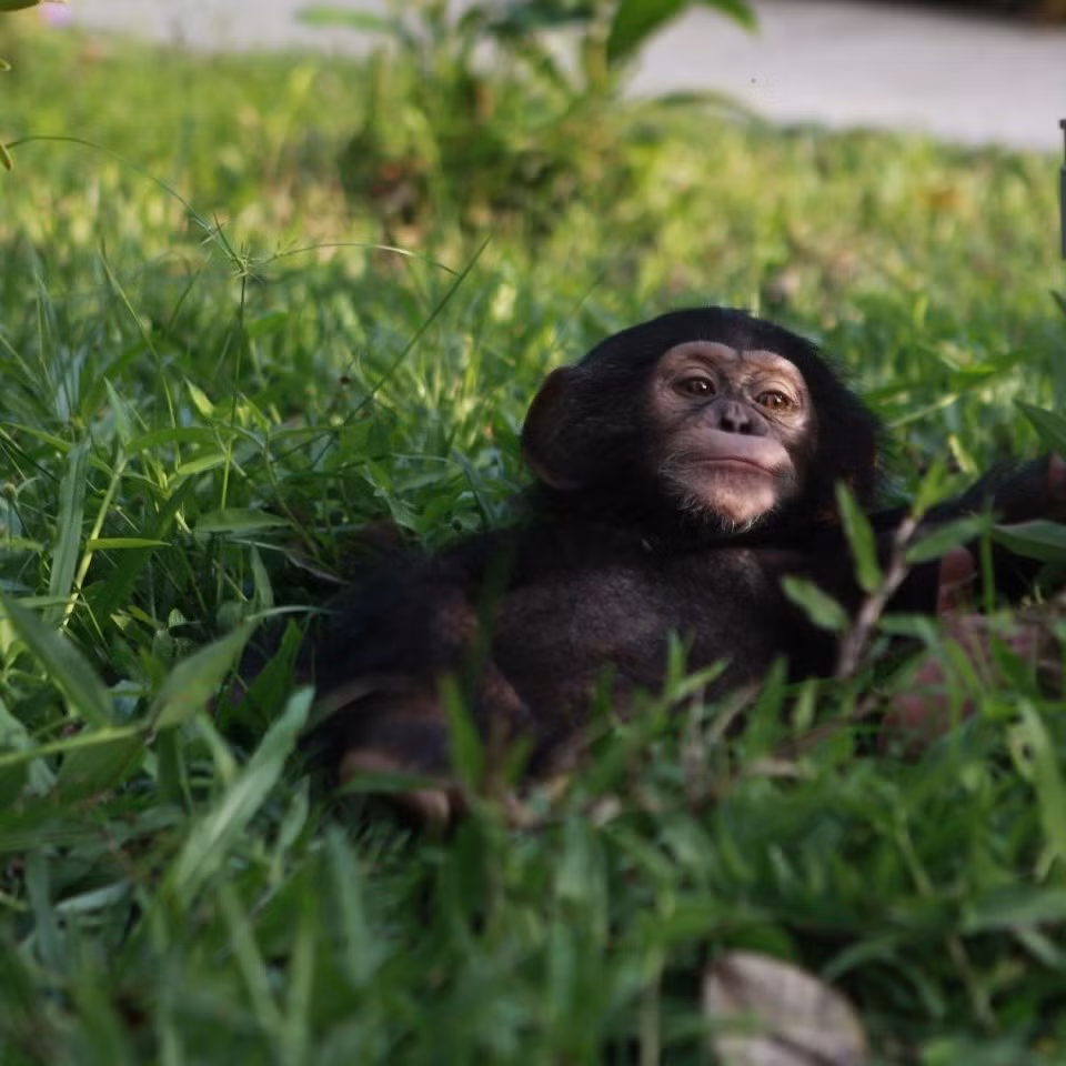 Chú tinh tinh này tên là Mây. là cá thể hắc tinh tinh đầu tiên được khai sinh tại Vinpearl Safari Phú Quốc, ngày 18/5/2023