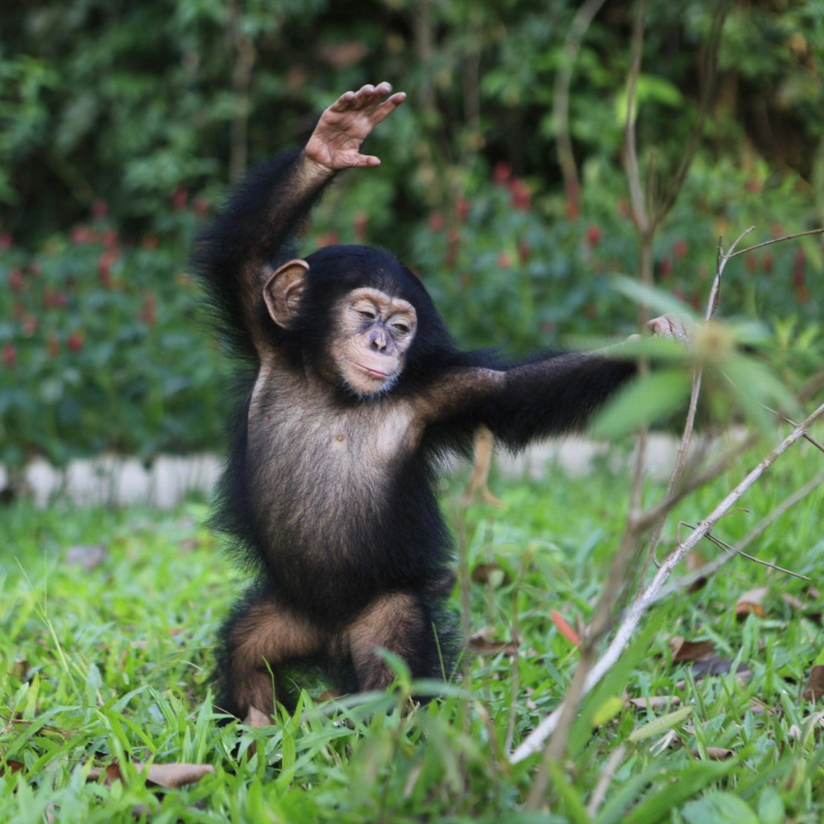 Tuy nhiên, lần đầu làm mẹ lại không đủ sữa nên Baby không biết cách chăm sóc và xử lý tình huống. Đội ngũ nhân viên chăm sóc và bác sĩ quyết định phải tách Mây ra để hỗ trợ chăm sóc đặc biệt.
