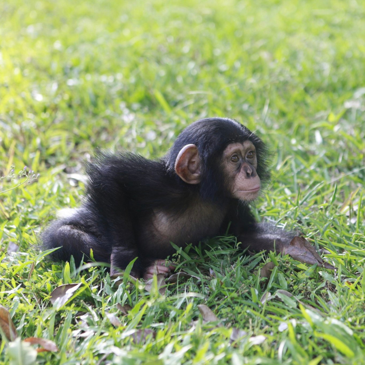 Cá thể là con đầu lòng của ông bố tinh tinh tên Jerry, "nhập tịch" đảo Ngọc từ Nam Phi và người mẹ tinh tinh tên Baby đến từ Taiping Zoo của Malaysia. Những ngày đầu Mây mới ra đời, mẹ Baby luôn gắn bó với con như hình với bóng, cho con bú, bắt rận, cùng chơi đùa.