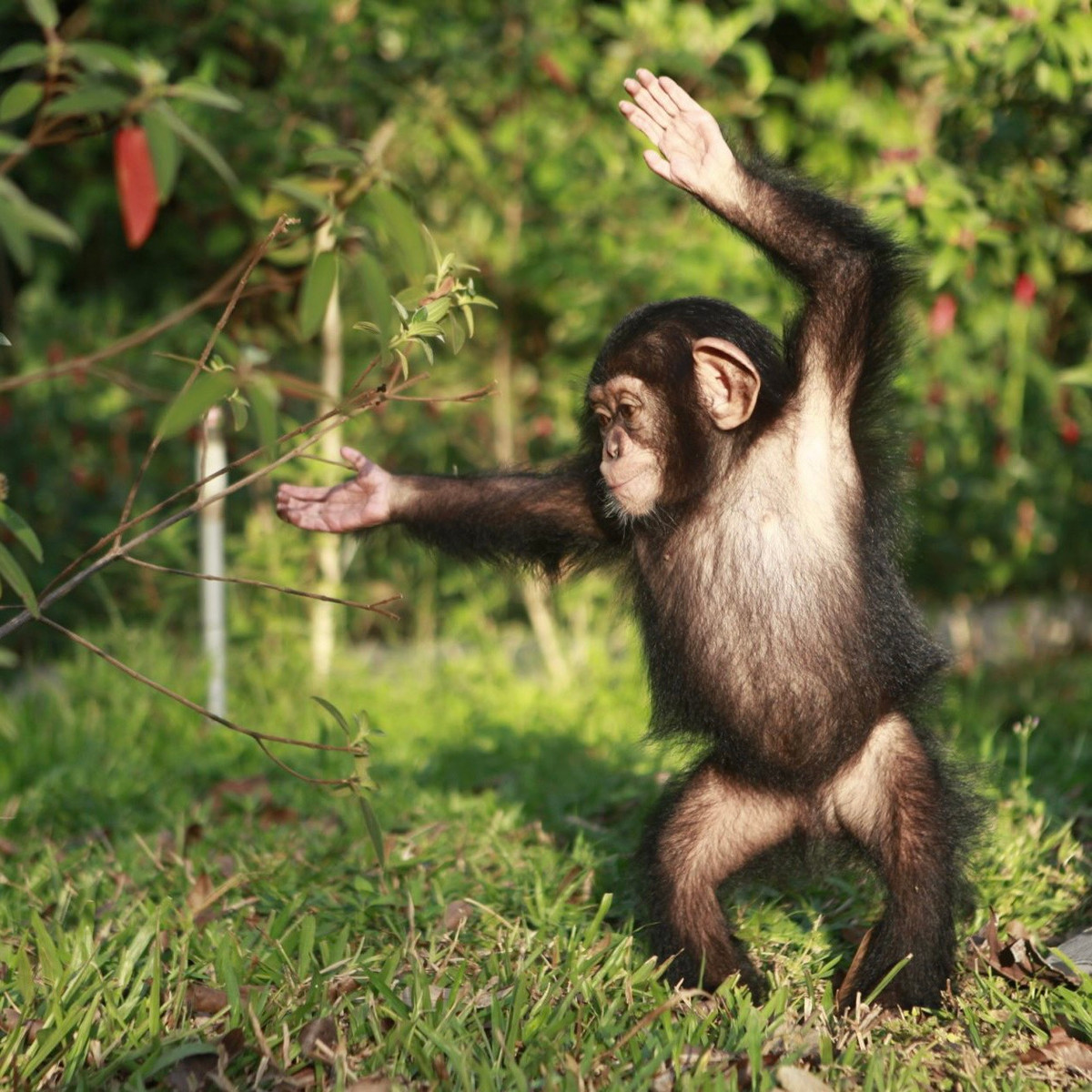 Từ đó đến nay, Mây trở thành nhân vật truyền cảm hứng nhất Vinpearl Safari. Tiểu hắc tinh tinh có những hành vi ngộ nghĩnh, bộc lộ khả năng tương tác, "đòi hỏi" sự quan tâm, yêu chiều từ đội ngũ nhân viên chăm sóc.