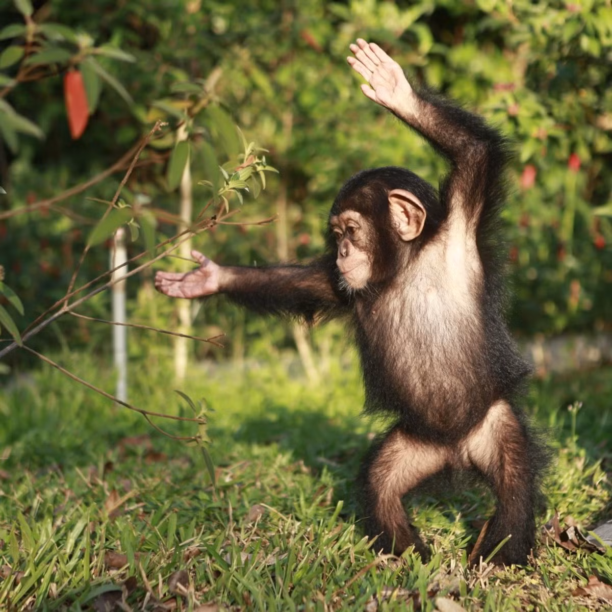 Từ đó đến nay, Mây trở thành nhân vật truyền cảm hứng nhất Vinpearl Safari. Tiểu hắc tinh tinh có những hành vi ngộ nghĩnh, bộc lộ khả năng tương tác, "đòi hỏi" sự quan tâm, yêu chiều từ đội ngũ nhân viên chăm sóc.