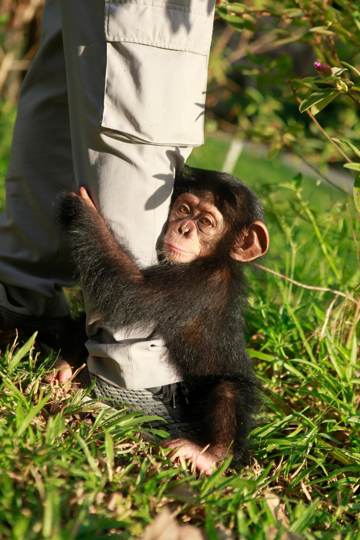 Từ cá thể sơ sinh thiếu sữa mẹ phải chăm sóc đặc biệt, hiện Mây trở thành biểu tượng sinh tồn, được xem là"hot kid" Vinpearl Safari.