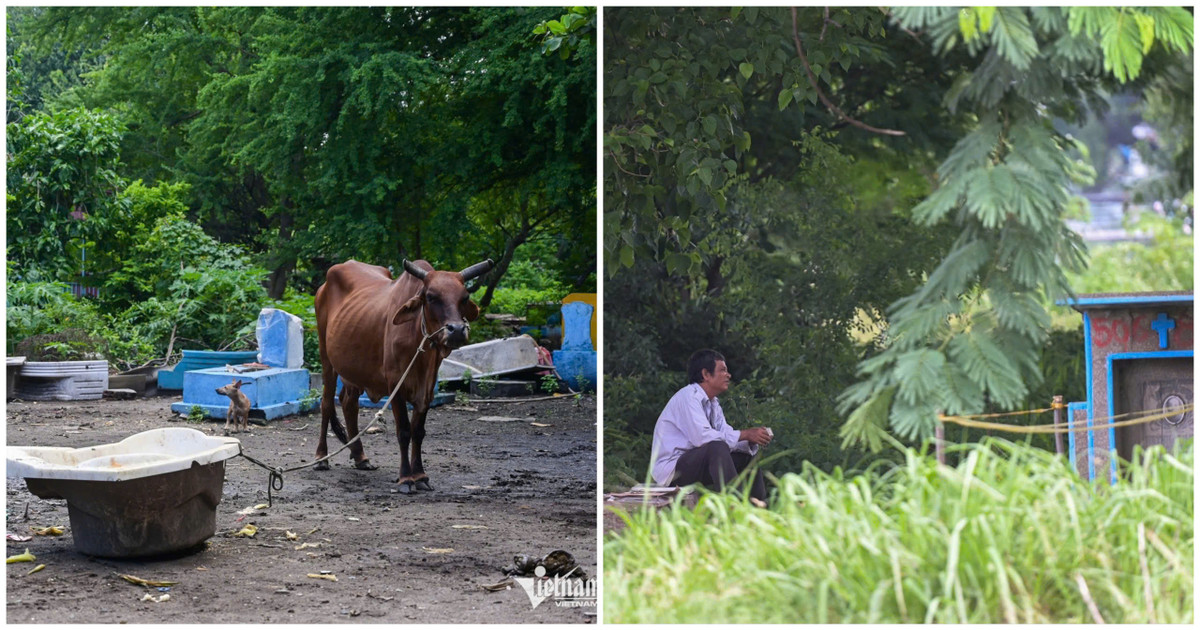 Khu nghĩa trang cũng là nơi chăn thả bò, nhiều người tìm tới câu cá, bắt chim thư giãn cuối tuần. 