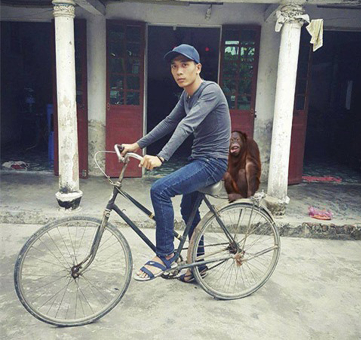 Chẳng có Ngọc Trinh hay gái xinh gì đâu, chỉ có khỉ thôi. Thôi thì đưa thú cưng đi chơi cũng được.