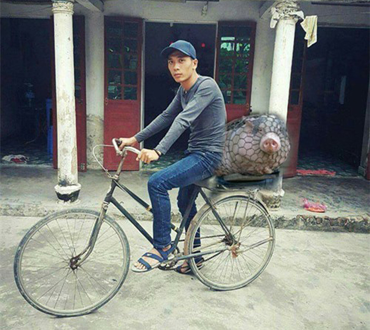 Xe đạp thế này thì chắc chắn chẳng có gái xinh nào chịu ngồi nên chở lợn đi bán lấy tiền đổi xe cái đã.