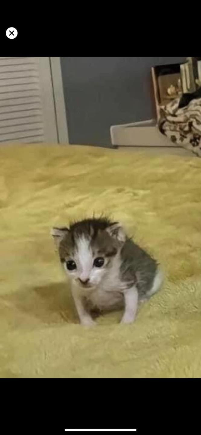 Rất khó tả được biểu cảm của chú mèo con này...