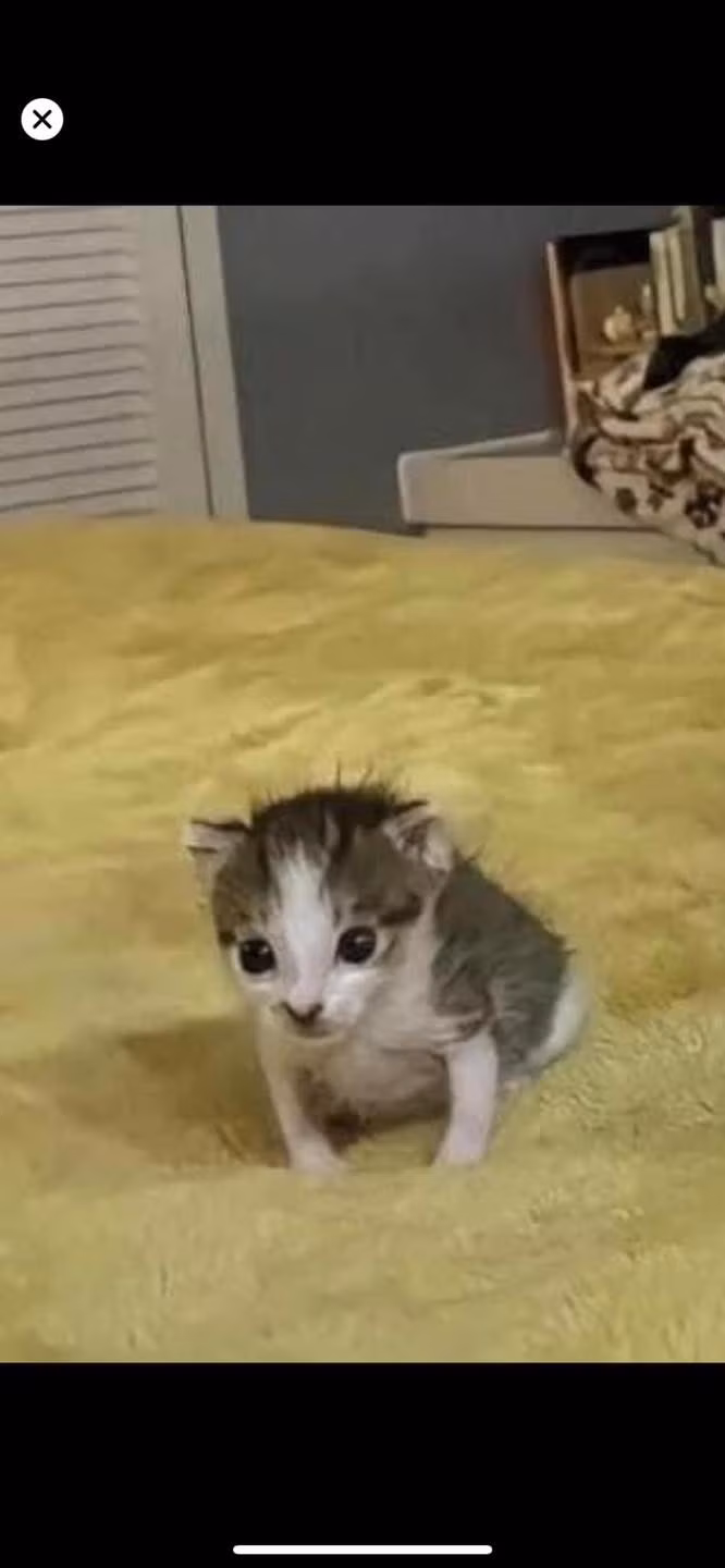 Rất khó tả được biểu cảm của chú mèo con này...