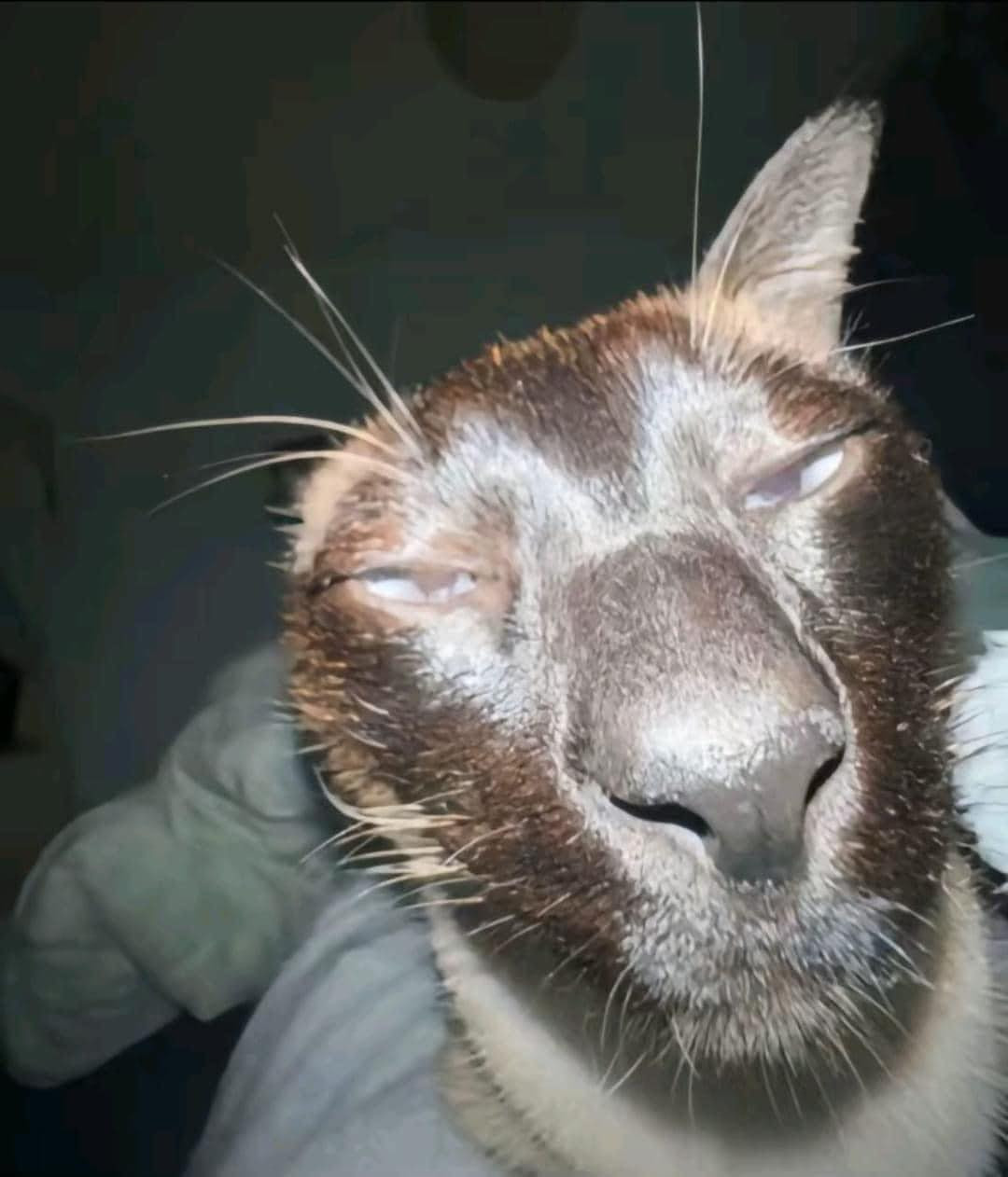 Gương mặt giống như vừa mới ngủ dậy.