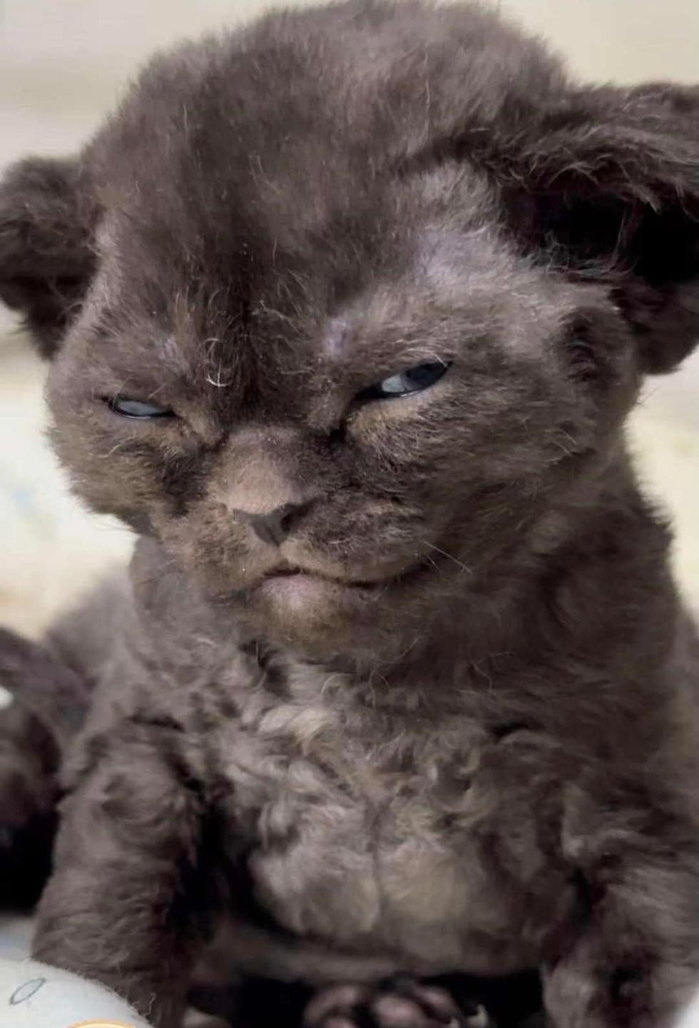 Ánh mắt đầy sự đánh giá.