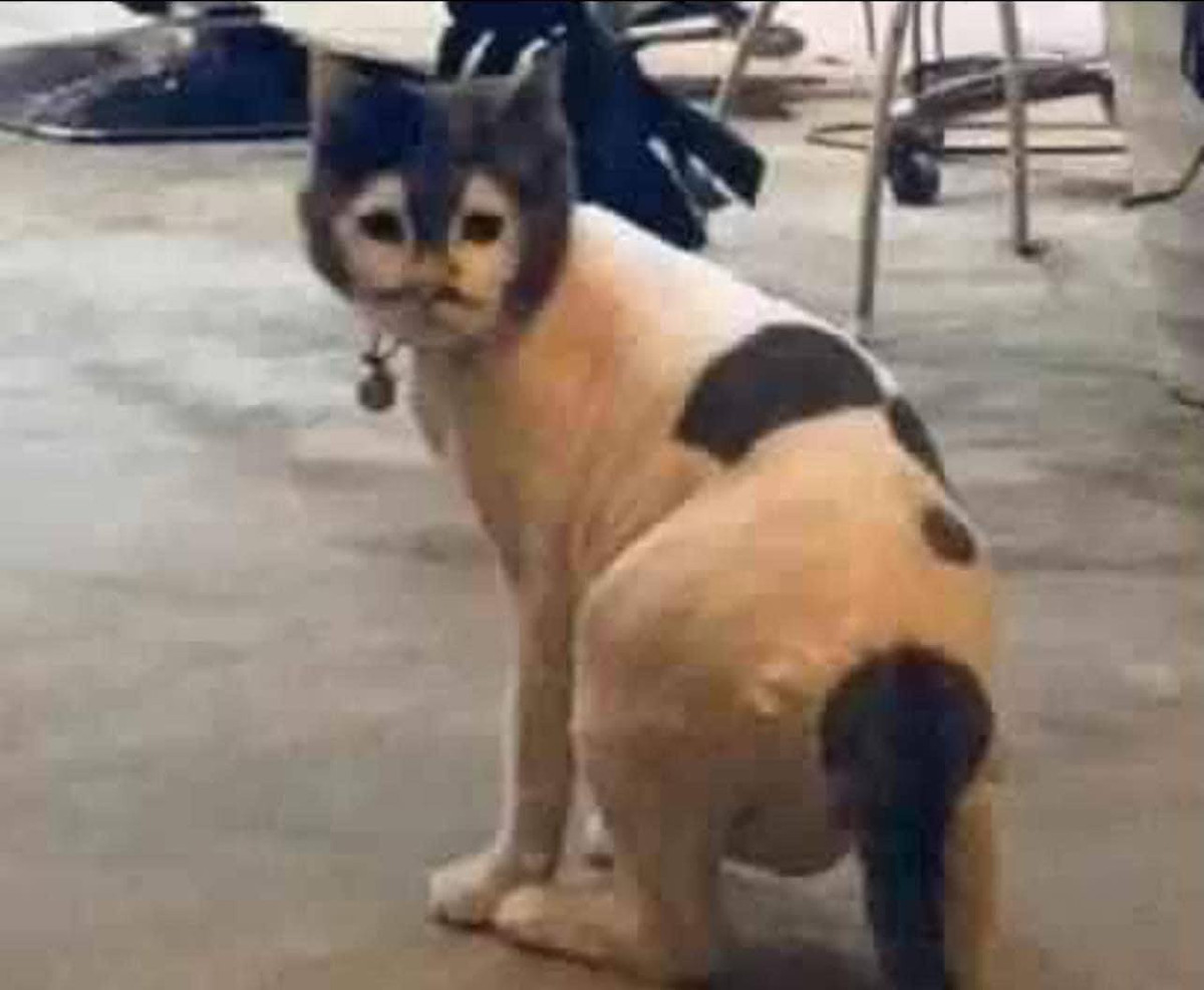 Chú mèo có gương mặt của một tên trộm.