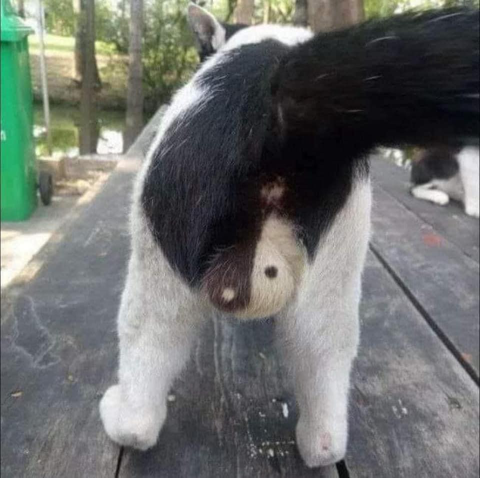 Âm dương bát quái...