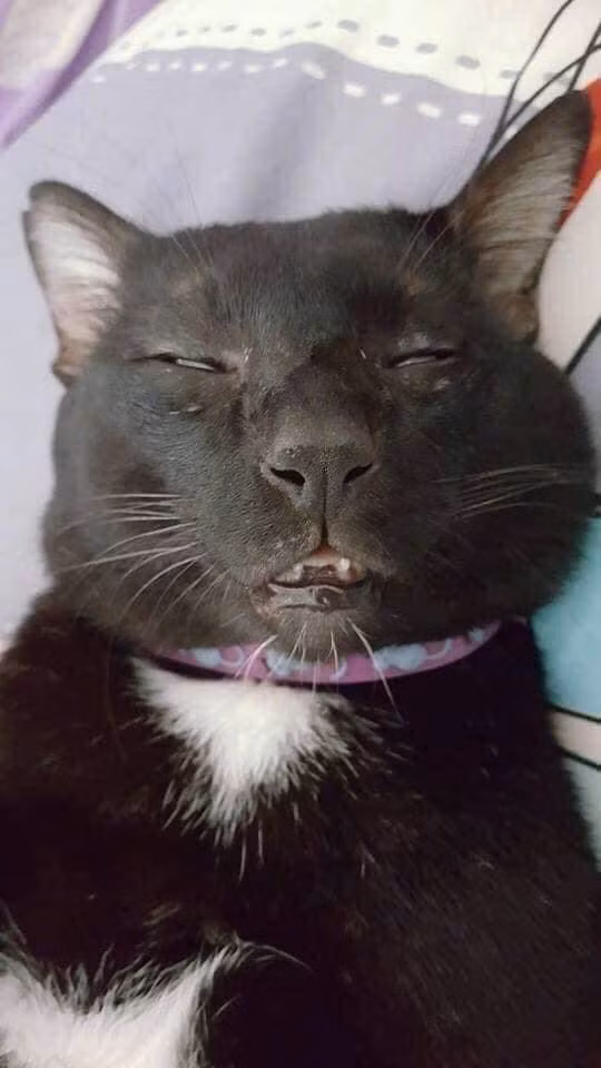 Mèo là thú cưng được nhiều người yêu mến. Nghĩ đến những chú mèo người ta thường nhắc đến sự đáng yêu, quấn quít với chủ. Thế nhưng loại ảnh này đã khiến nhiều người phải nghĩ lại.