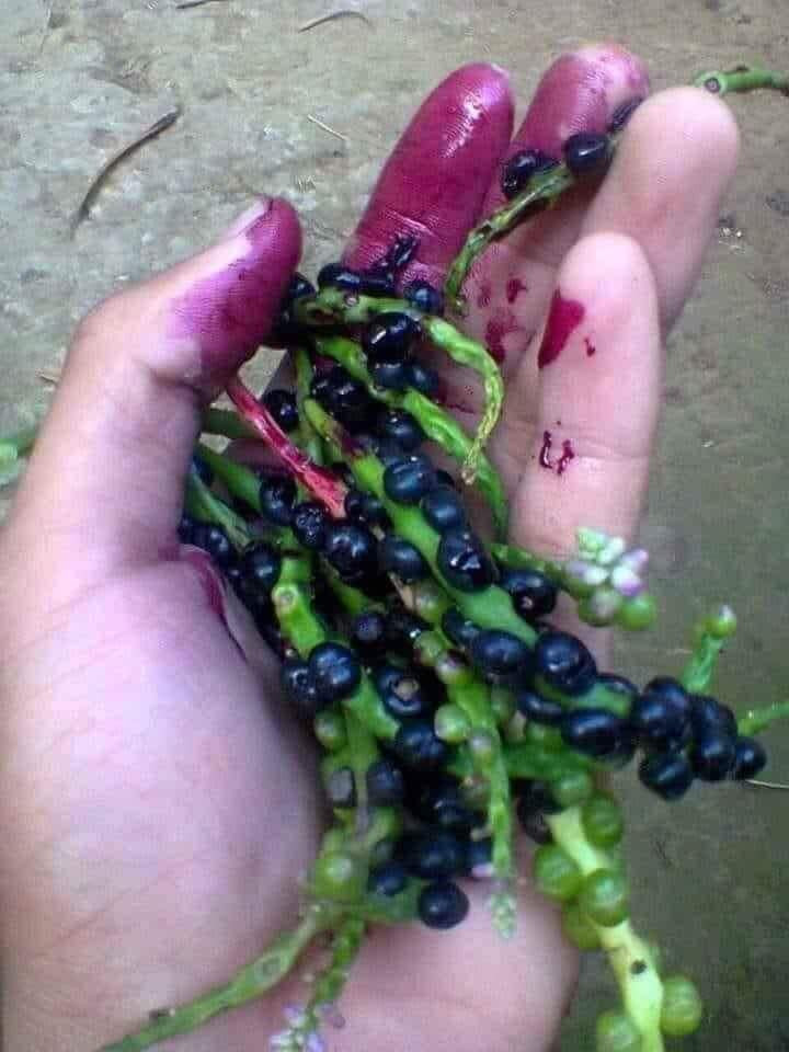 Ai còn nhớ loại quả này không? Dây lên quần áo thì ôi thôi không biết bao giờ giặt cho ra.