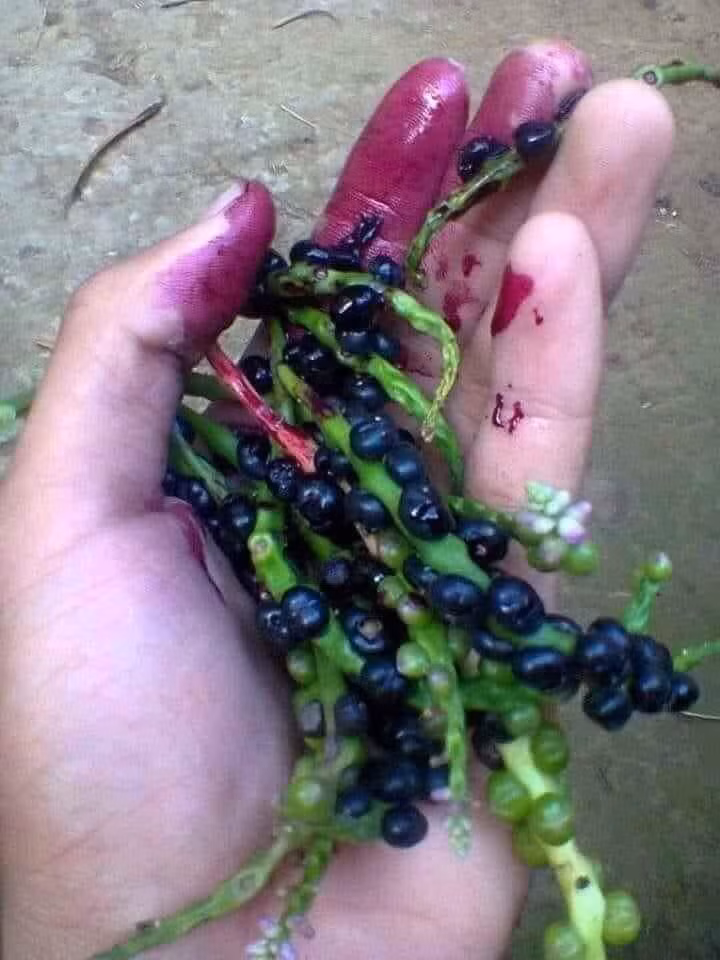 Ai còn nhớ loại quả này không? Dây lên quần áo thì ôi thôi không biết bao giờ giặt cho ra.