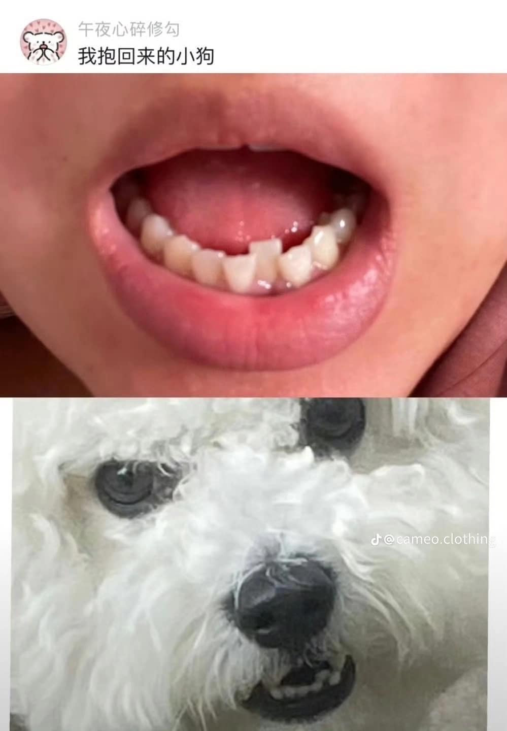 Nhìn là biết luôn thú cưng của ai.