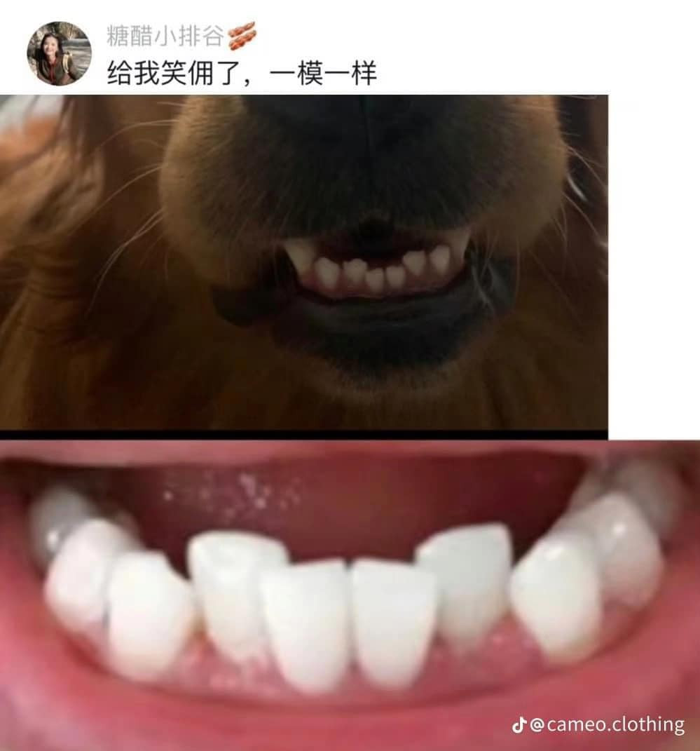 Một người đã đăng tải hình ảnh hàm răng của mình so sánh với hàm răng của chú cún cưng, độ khấp khểnh giống y xì khiến nhiều người bật cười.