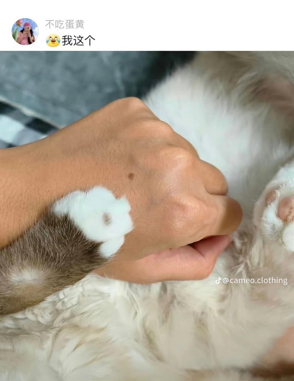 Ở trên bàn chân cùng có một dấu chấm đen.