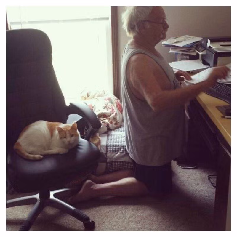 Chiếc ghế này là của tôi, tôi là mèo bá chủ!