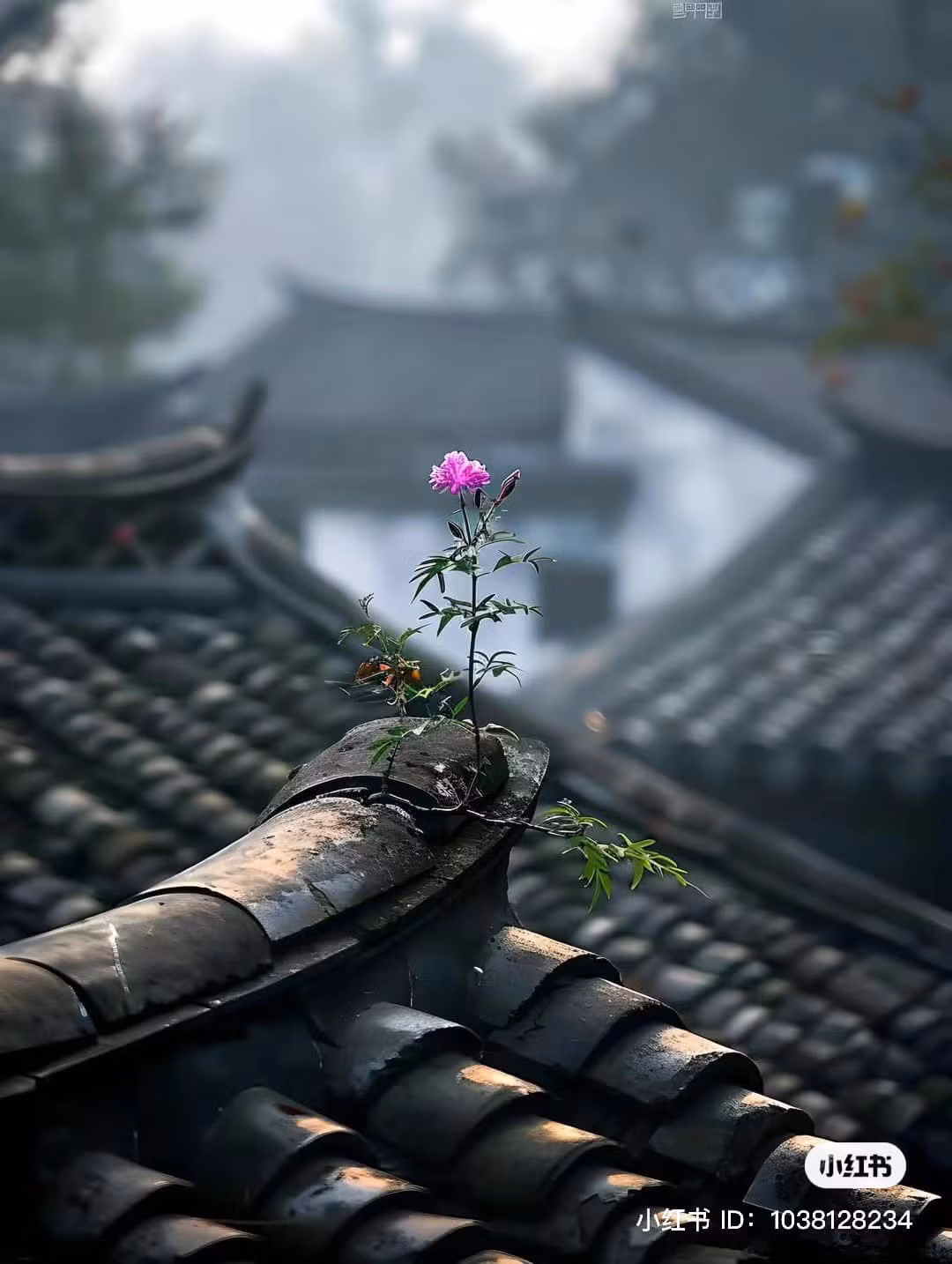 Có những người chăm hoa nhưng hoa chẳng thể nở, nhưng cũng có trường hợp ngay trên mái nhà, nơi đón đầu nắng, đầu gió, đầu mưa, thậm chí còn nghèo nàn về dinh dưỡng, bông hồng này lại có sức sinh trưởng mãnh liệt đến vậy.