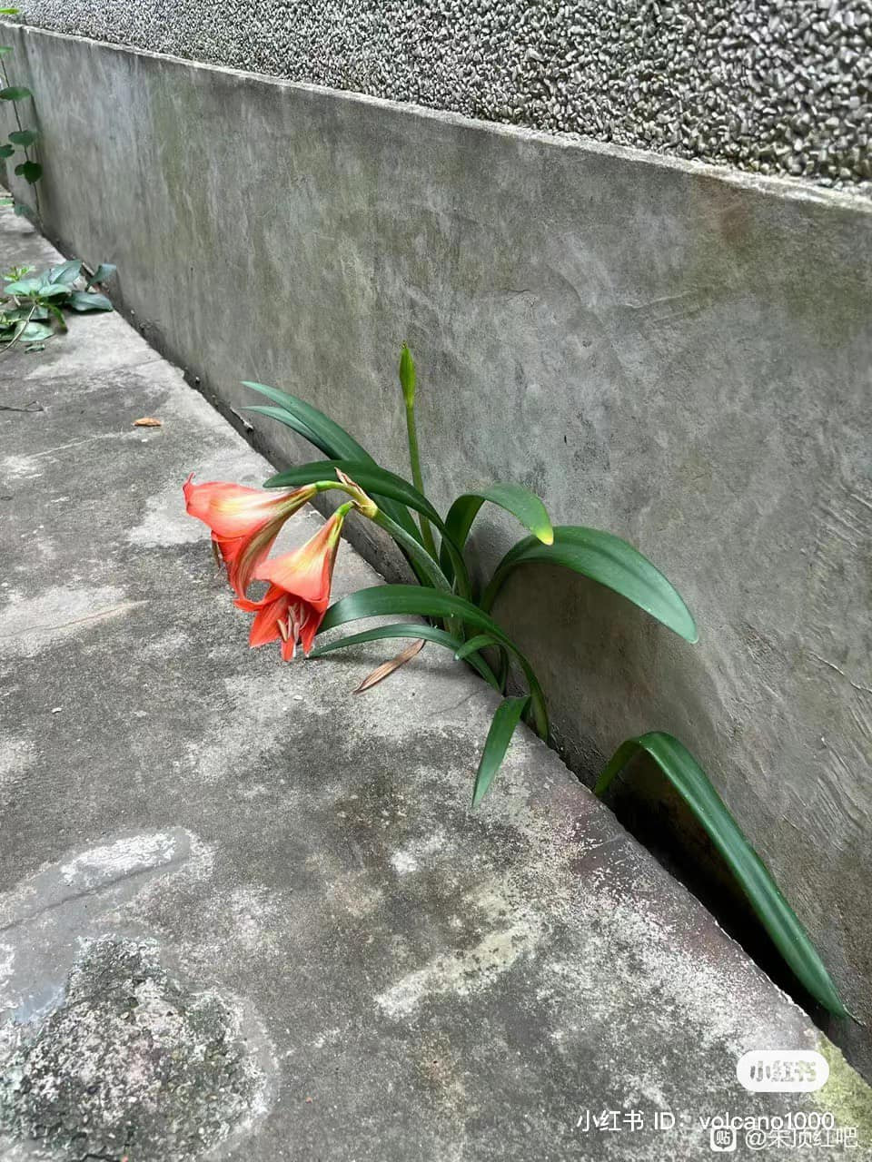 Sức sống mãnh liệt đến thế nào thì mới có thể mọc lên từ một khe bê tông nhỏ xíu, lại có thể nở ra bông hoa đẹp đến vậy.