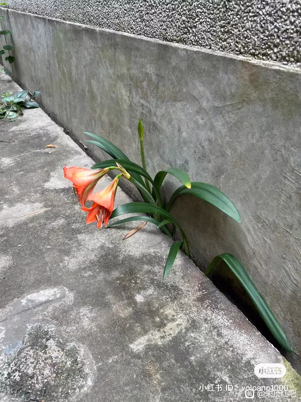 Sức sống mãnh liệt đến thế nào thì mới có thể mọc lên từ một khe bê tông nhỏ xíu, lại có thể nở ra bông hoa đẹp đến vậy.