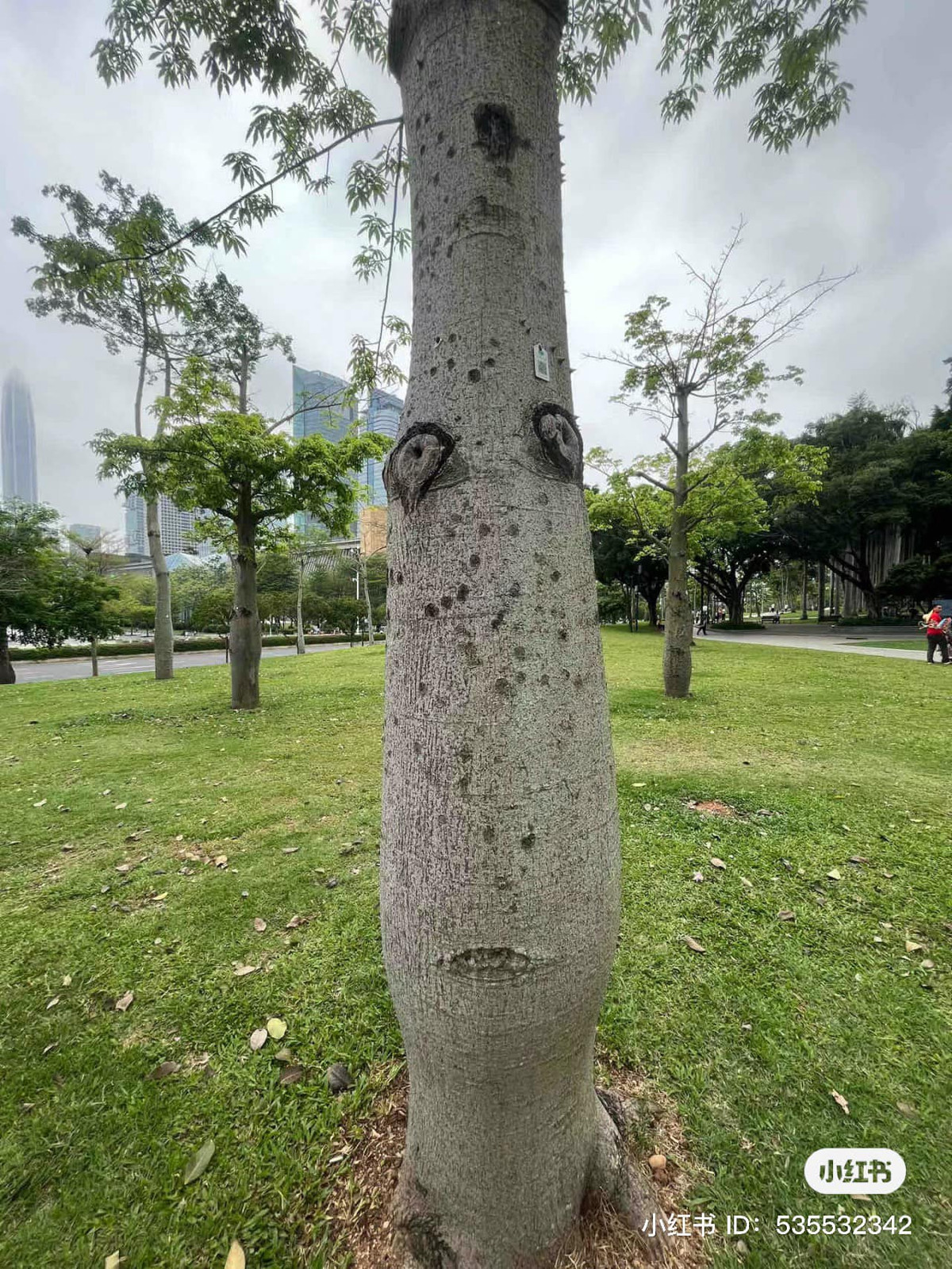 Những vết gồ ghề trên thân cây ghép lại tựa như một gương mặt có đủ mắt mũi miệng.